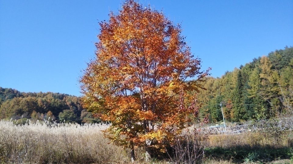 dsc_0530.jpg
